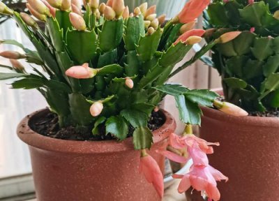 蟹爪兰扦插怎么长时间不生根呢 扦插成活的蟹爪兰为何长时间不生长