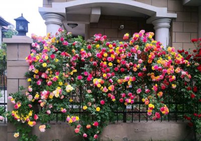 爬藤月季藤彩虹优缺点 藤本藤彩虹花期长到一年四季开花