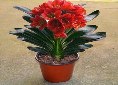 烂根君子兰怎么处理 烂根的君子兰怎么催根