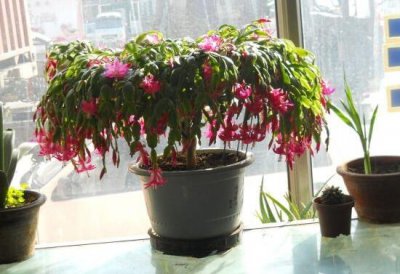 从风水说蟹爪兰宜不宜养 家里养蟹爪兰有风水说法吗