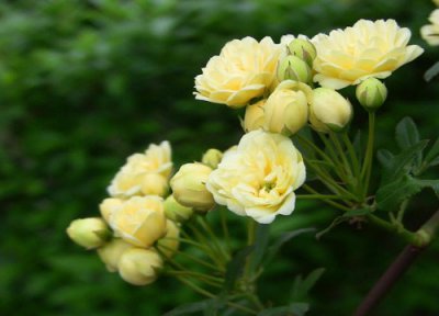 香如蜜不开花怎么回事 不开花的原因及处理方法