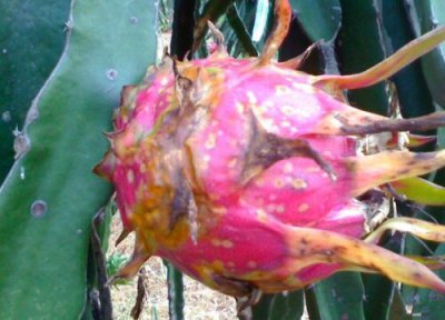 火龙果炭疽病发病原因 火龙果炭疽病的发病原因及治疗方法