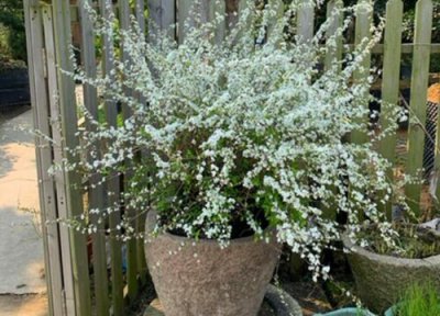 雪柳花放在家里好吗 雪柳干枝怎么养在客厅花瓶里