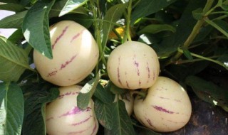 人参果是热性还是凉性水果 人参果介绍