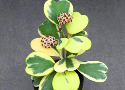 心叶球兰什么时候开花 养几年能开花