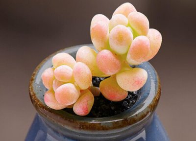 多肉修根后多久可以上盆 春天修根后晾几小时直接上盆