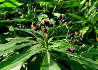 胡黄连简介 胡黄连和黄连的区别