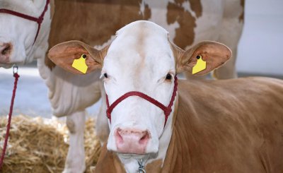 西门塔尔牛的5个基础常识 西门塔尔牛的优缺点介绍