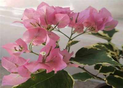 三角梅开花期间怎样养护 三角梅做好哪些养护技巧全年开花