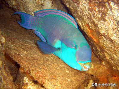 金鱼睡觉吗 怎么判读金鱼是在睡觉睁眼还是闭上眼睛睡