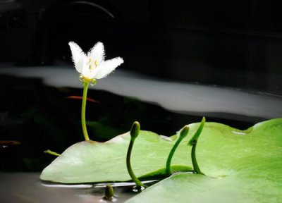一叶莲快速生根方法 如何让一叶莲快速生根