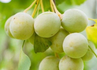 白果直接吃 白果能直接吃吗