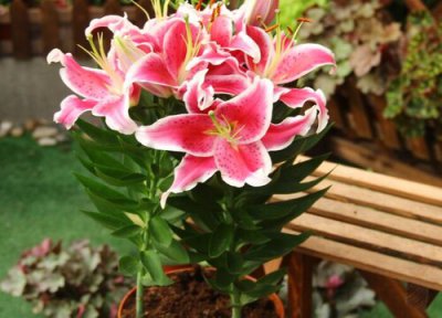 百合花晒太阳 百合花要晒太阳吗