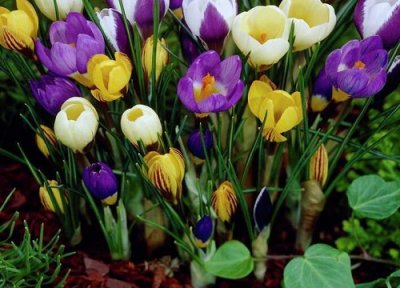 藏红花介绍 藏红花保存方法