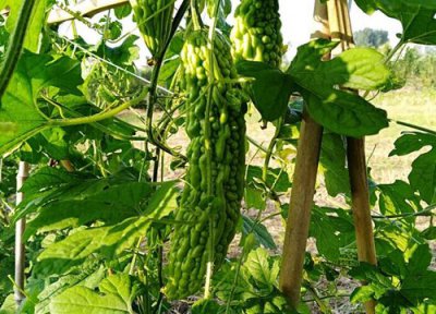 苦瓜每亩产量 苦瓜亩产量多少斤