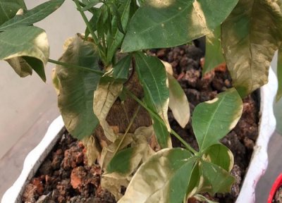 发财树黄叶掉叶如何解决 发财树叶子发黄掉叶怎么补救