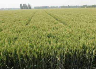 小麦打除草剂能加芸苔素吗 除草剂能和芸苔素混用吗