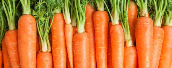 虾能不能和胡萝卜一起吃