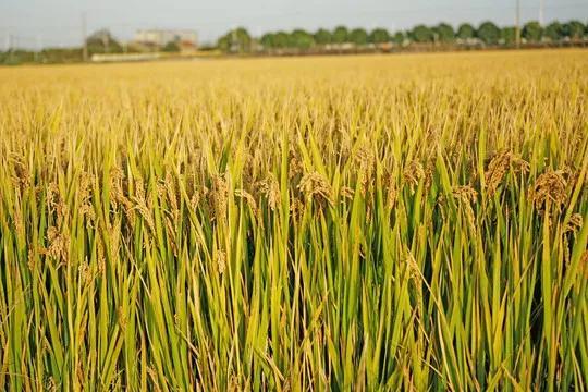 小麦和水稻哪个播种范围广