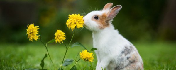 生肖兔本命年应该佩戴什么