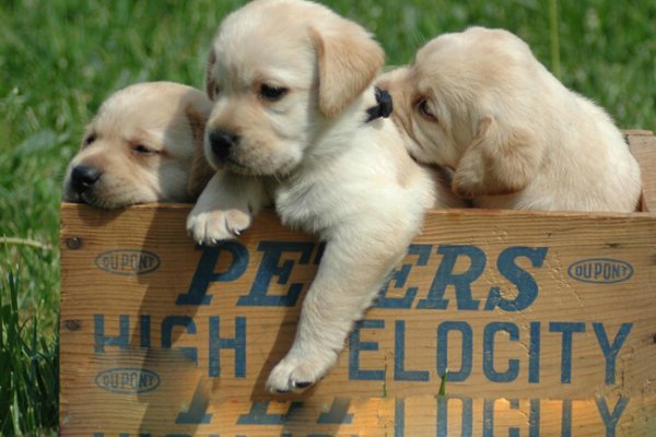 拉布拉多犬最佳训练期