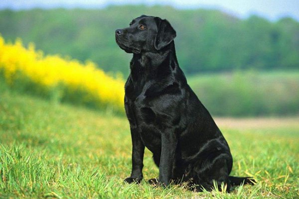 拉布拉多犬最佳训练期