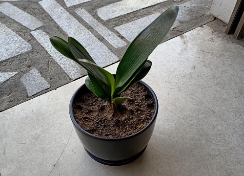 君子兰怎么过冬法和注意事项