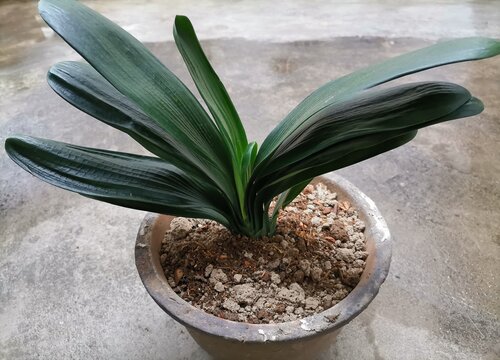 君子兰怎么过冬法和注意事项