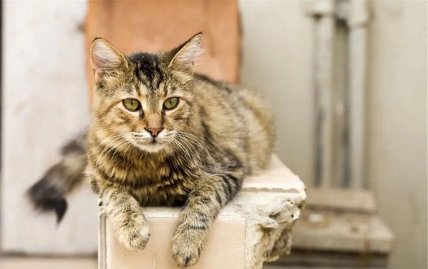 流浪猫跟着你走是什么兆头