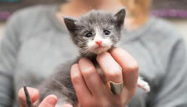 如何判断一只猫咪多大了