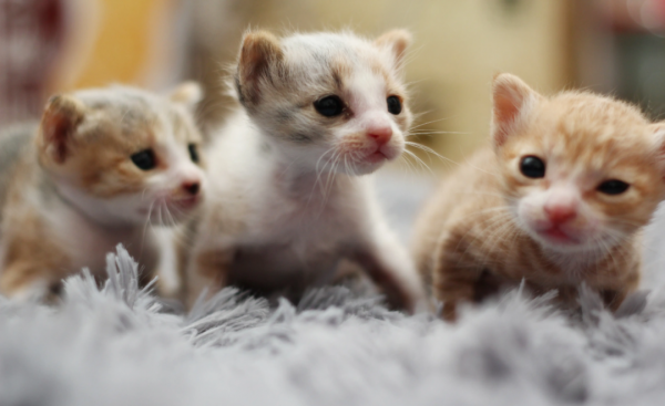 如何判断一只猫咪多大了