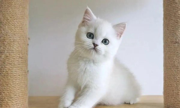 如何判断一只猫咪多大了