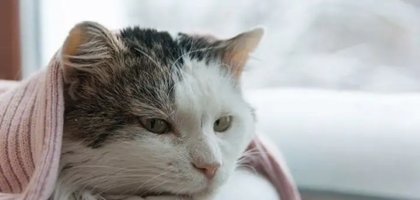 如何判断一只猫咪多大了