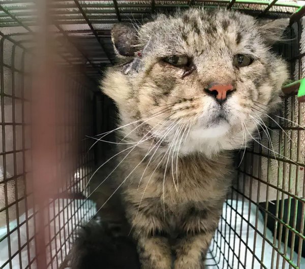 如何判断一只猫咪多大了