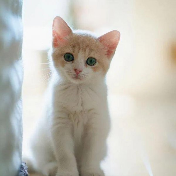 如何判断一只猫咪多大了