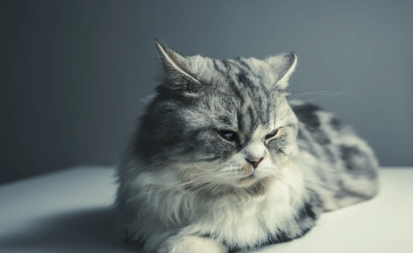 如何判断一只猫咪多大了