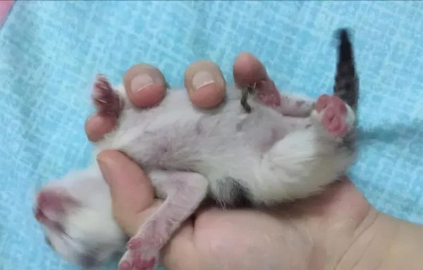 如何判断一只猫咪多大了