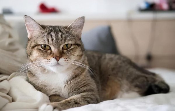 如何判断一只猫咪多大了