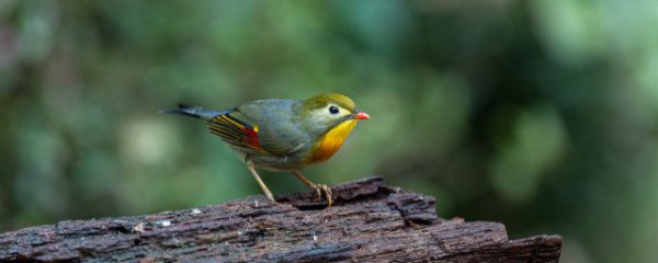 梦见鸟飞到自己身上
