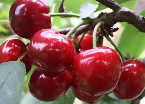 樱桃什么品种最好吃