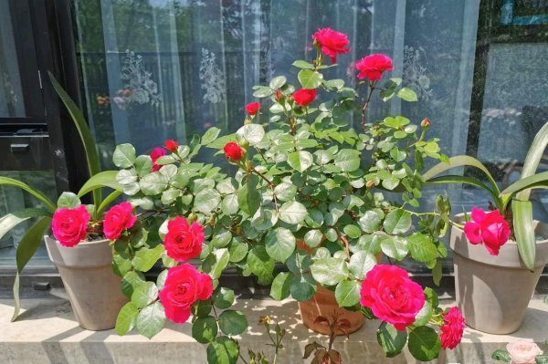 红色达芬奇月季优缺点