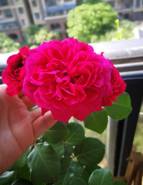 红色达芬奇月季优缺点