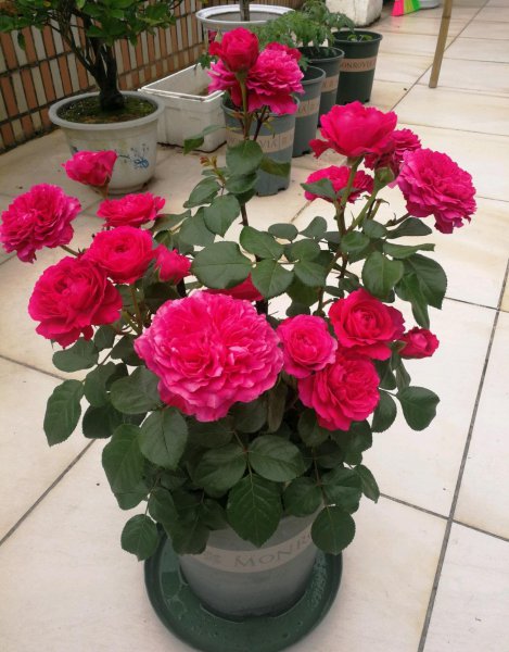 红色达芬奇月季优缺点