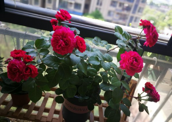 红色达芬奇月季优缺点