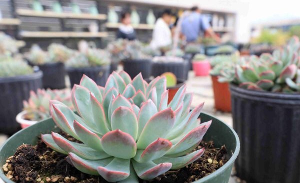 沭阳属于哪个省哪个市哪个县