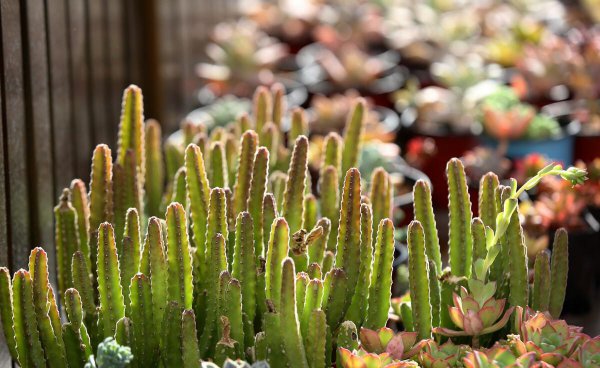 沭阳属于哪个省哪个市哪个县