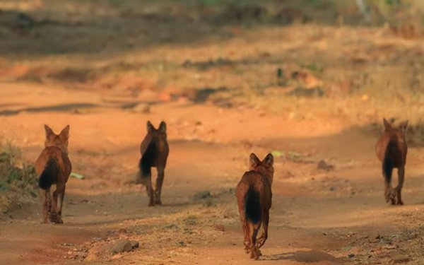 野猪最怕什么东西