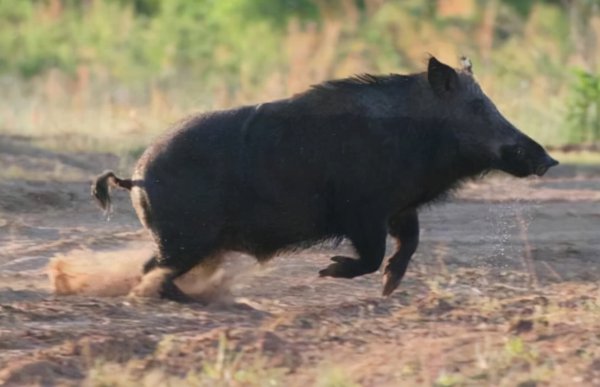 野猪最怕什么东西