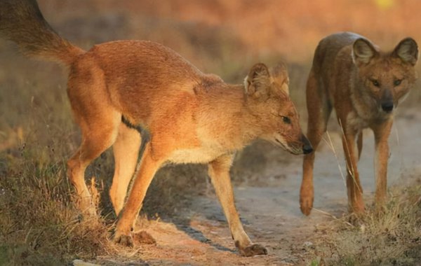野猪最怕什么东西