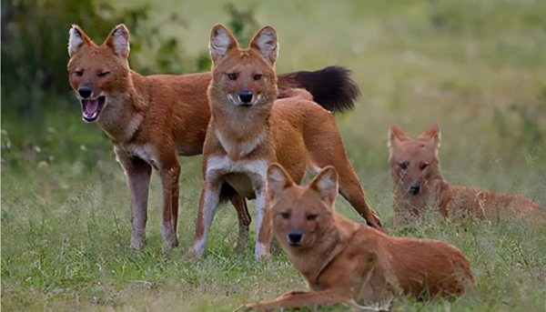 野猪最怕什么东西